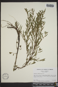 Ludwigia sphaerocarpa image