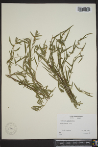 Ludwigia sphaerocarpa image