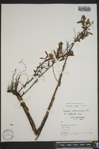 Ludwigia sphaerocarpa image