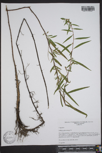 Ludwigia sphaerocarpa image