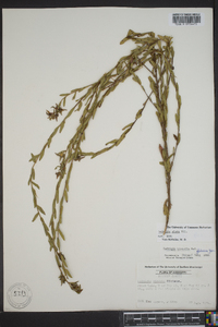 Ludwigia alata image