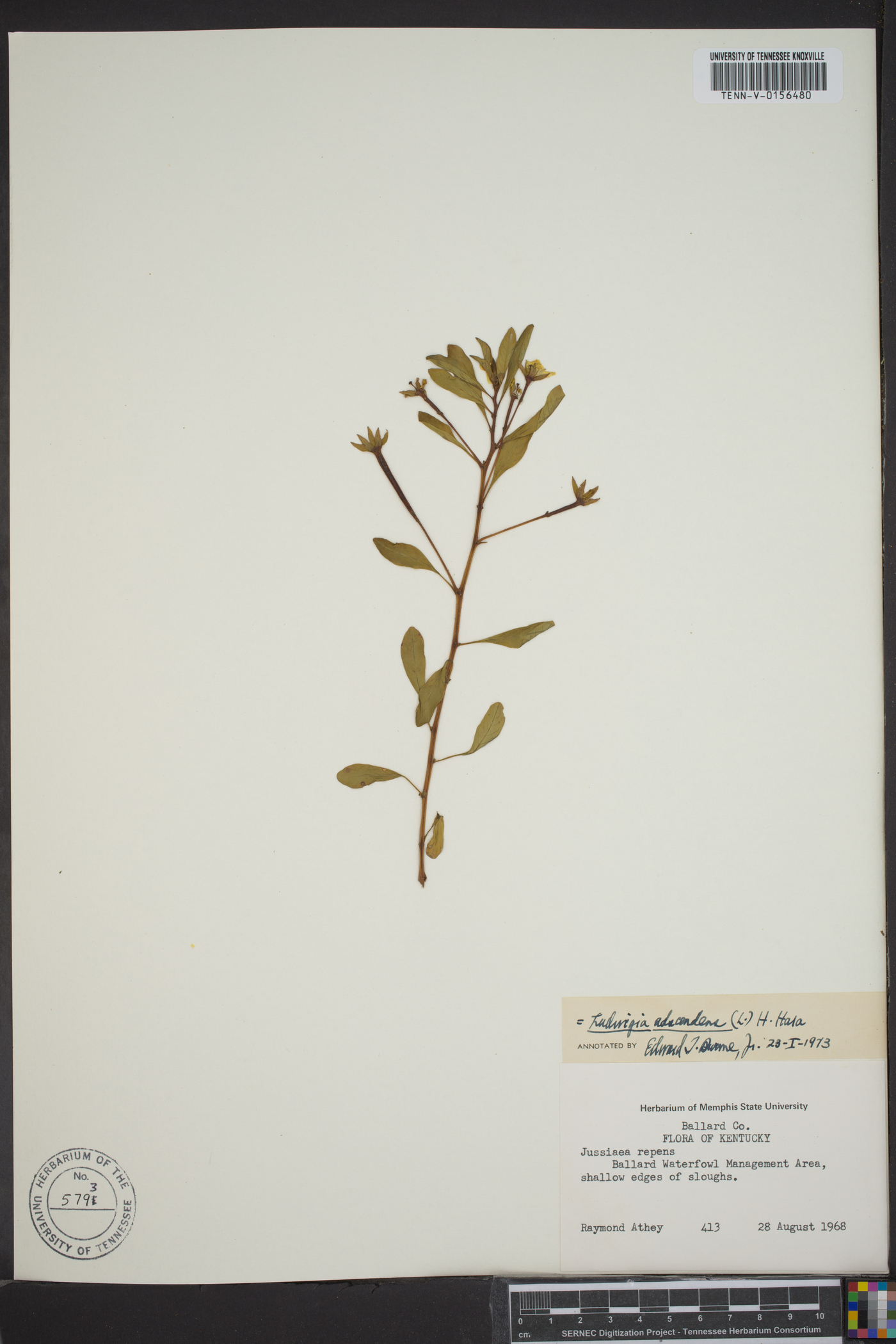 Ludwigia adscendens image