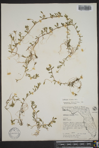 Ludwigia arcuata image