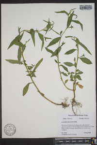 Ludwigia decurrens image