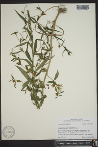 Ludwigia decurrens image