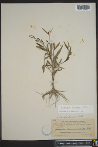 Ludwigia decurrens image