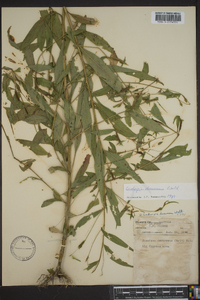 Ludwigia decurrens image