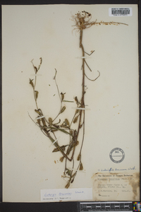 Ludwigia decurrens image