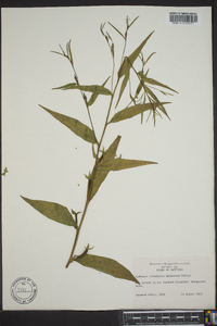 Ludwigia decurrens image