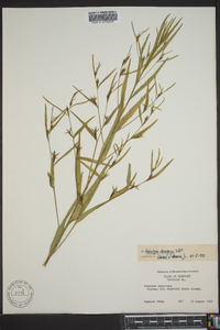 Ludwigia decurrens image