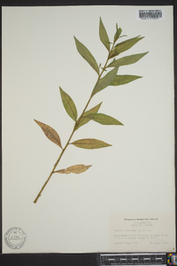 Ludwigia decurrens image