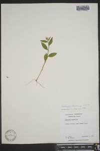 Ludwigia decurrens image