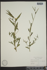 Ludwigia decurrens image