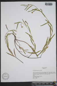 Ludwigia decurrens image