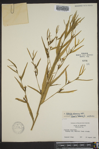 Ludwigia decurrens image