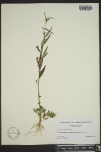 Ludwigia decurrens image