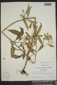 Ludwigia leptocarpa image