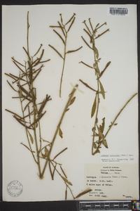 Ludwigia leptocarpa image