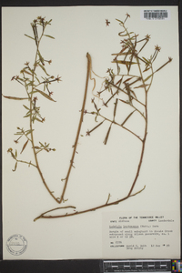 Ludwigia leptocarpa image