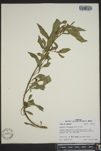 Ludwigia leptocarpa image