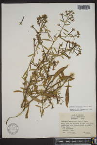 Ludwigia leptocarpa image