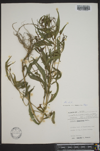 Ludwigia decurrens image