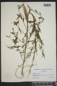 Ludwigia decurrens image