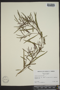 Ludwigia decurrens image