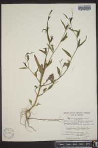 Ludwigia decurrens image