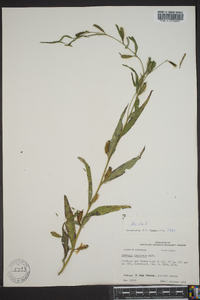 Ludwigia decurrens image