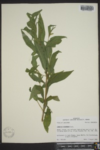 Ludwigia decurrens image