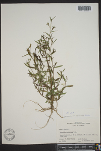 Ludwigia decurrens image