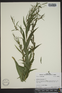 Ludwigia decurrens image