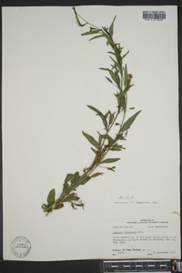 Ludwigia decurrens image