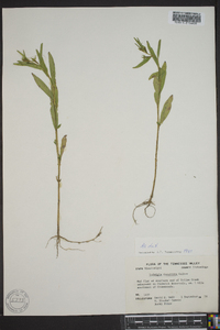 Ludwigia decurrens image