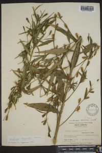 Ludwigia decurrens image