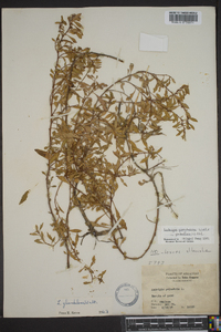 Ludwigia glandulosa image