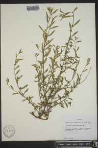 Ludwigia glandulosa image