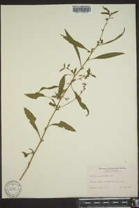 Ludwigia glandulosa image