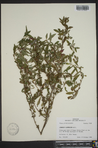 Ludwigia glandulosa image