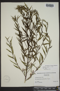 Ludwigia glandulosa image