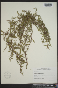 Ludwigia glandulosa image