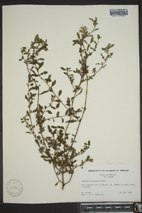 Ludwigia glandulosa image