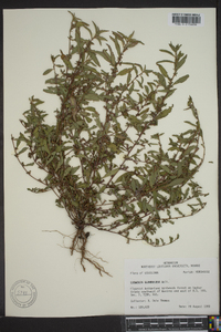 Ludwigia glandulosa image