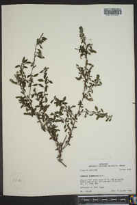 Ludwigia glandulosa image