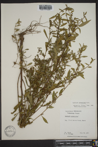 Ludwigia glandulosa image