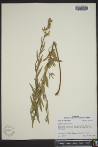 Ludwigia hirtella image