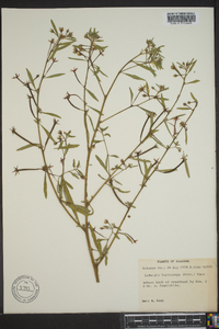 Ludwigia leptocarpa image