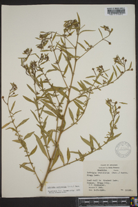 Ludwigia leptocarpa image