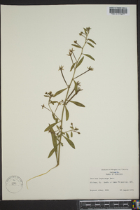 Ludwigia leptocarpa image